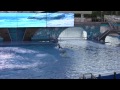 hd1080 believe shamu stadium seaworld orlando florida 2008