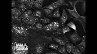 Human Cells Fuse and Die Upon Infection by Sars-Cov-2 | 2023 Nikon Small World