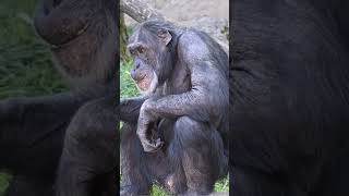 Chimpanzee alone #asmr  #shorts #animals