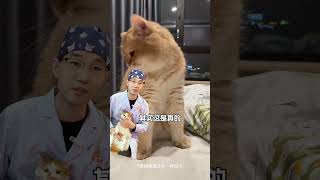 猫身上有蒜瓣毛，说明主人养得好？猫咪蒜瓣毛 猫咪知识 猫咪太胖