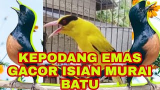 Kepodang emas gacor full isian, Bongkar isian semua burung kicau.