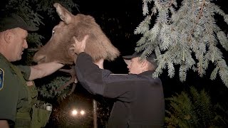 Elk Decoy Sting Operation