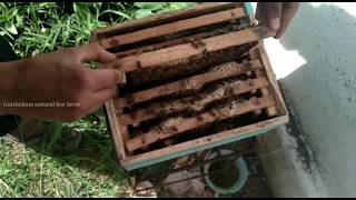 Brood Chamber | புழு அறை | Anichcham natural bee