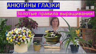 Анютины глазки: как вырастить и ухаживать, чтобы они пышно цвели уже в первый год.