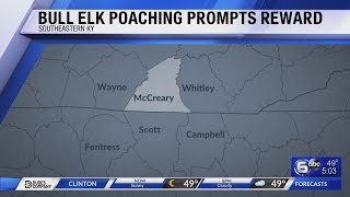 Bull elk poaching prompts reward