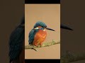 a female kingfisher having a good yawn. nature birds kingfisher bird uk wildlife wales wild