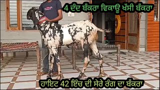 ਖੱਸੀ ਬੱਕਰਾ ਵਿਕਾਊ 4 ਦੰਦ ਹਾਇਟ 42 ਇੰਚ ਦੀ ਪਿਉਰ ਬੀਟਲ ਨਸਲ ਦਾ ਸੇਰੇ ਰੰਗ ਦਾ ਫੋਨ ਨੰਬਰ 99152 65228