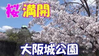 【番外編】大阪城公園の桜！満開の桜に心奪われる。。お城と桜のコラボレーション！