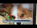 Woman's dog killed in dog attack