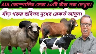 ADL কোম্পানির বড় বড় দশটি ষাঁড় গরু দেখুন, এবং তাদের নাম নম্বর ও দুধের রেকর্ড জানুন।