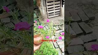 জোয়ার ভাটা ফুল || #shortvideo #short #shortsvideo