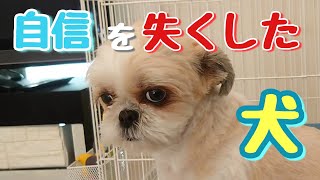 【多頭飼い】お散歩＆子犬に自信をなくす犬 第43話チワワ・シーズー・ミニチュアピンシャー・トイプードルパピー