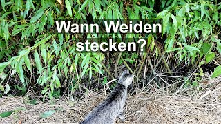 Wann kann man Weiden stecken / Weidenstecklinge pflanzen Q\u0026A