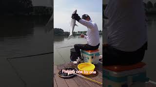 Fishing Erythroculter ilishaeformis with fresh com over 59kg/4hours by deng gang