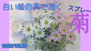 #水彩画ハウツー#花の描き方#スプレー菊の描き方　＃水彩画花　#水彩画初心者　白い絵の具で描くスプレー菊を描く  chrysanthemums  is drawn by white paint.