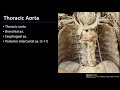 Posterior Mediastinum Dissection Supplement  -  Arteries