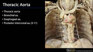 Posterior Mediastinum Dissection Supplement  -  Arteries