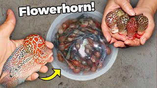 Secrets Shared by a Thailand Flowerhorn Breeder [Tour]