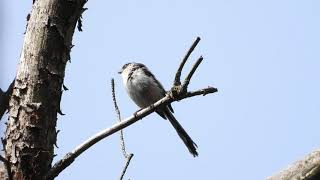 エナガ・かわいい (4K) / Long-tailed tit cute (4K)