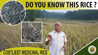 THIS MEDICINAL RICE GROWING HERE.