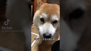 雷が怖い犬　#Shorts