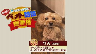 【我が家のペット特技選手権】りん（鳥取市）