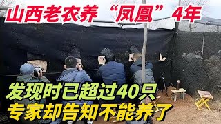 山西老农养“凤凰”4年，发现时已超过40只，专家却告知不能养了