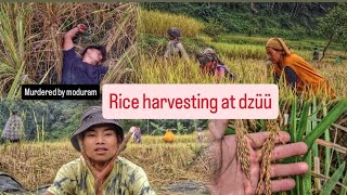 Rice harvesting 📍dzüü [ northeast india  ] Nagaland