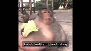 मोटू बंदर 🤣🤣🤣