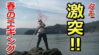 春イカエギング その2　釣ったことのないイカが釣れました