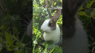 Cute bunny baby