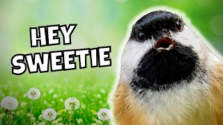 The Black-capped Chickadee Fee-bee Call Explained