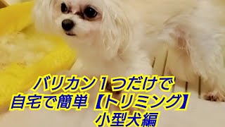 【トリミング】バリカン１つで無料トリミング#トリミング#マルチワワ#無料#バリカン#DIY