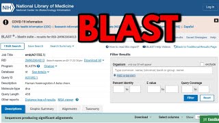 NCBI BLAST | Pairwise alignment of sequence