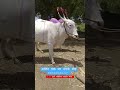 beed cow ajitchakre_dairyfarm shots_youtube bull farming april14th हीरापुर_बैल_बाजार mh23