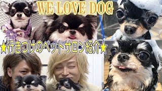 行きつけペットサロン WE LOVE DOG を紹介! ｜さらぎょぴチャンネル【第47回】