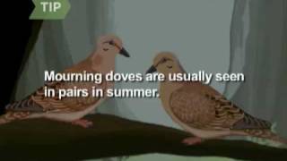 How to Identify Birds: The Mourning Dove