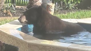 Black bear breaks into Florida backyard, has a pool day