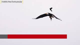 ⚠️ Viewer discretion advised: Nature can be brutal. 🦅 Bald eagle Mary hunts at dusk! 4K #viral