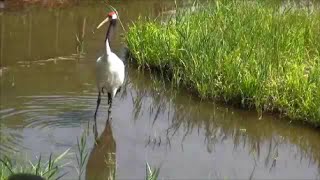 岡山県自然保護センター　９　タンチョウ　（岡山県和気町） Red-crested white cranes in Okayama prefecture