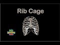 Human Body /Rib Cage Song/Human Body Systems