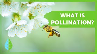 What is POLLINATION? 🌸🐝 Definition and Types!