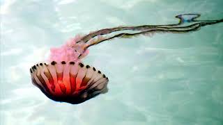 Relaxing Jellyfish with music and sound effects