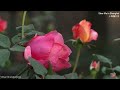 上海慢生活，放松身心疗愈音乐，part10 slow life in shanghai wonderful relaxing music sleep music，beautiful flowers