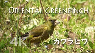 野鳥撮影・ カワラヒワ・タンポポ食べ放題