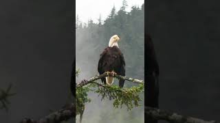 The beautiful eagle sitting on the tree, #tree,#eagle,#nature