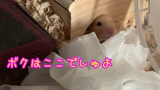 2歳1ヶ月のキンクマハムスター🐹おチビの生存確認をしたらいなかった…