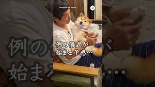 父と柴犬さんの努力 〜美しくあるために🦷〜｜PECO #柴犬 #お父さんと柴犬 #犬のハミガキ #柴犬のいる暮らし #犬 #shibainu #shiba #dog #doglover