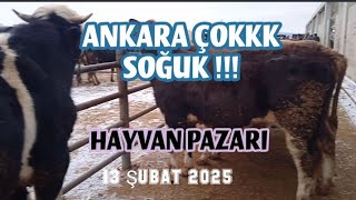 HAYVAN PAZARI BÖLÜM 3 ÇOK SOĞUK | Ankara Çubuk