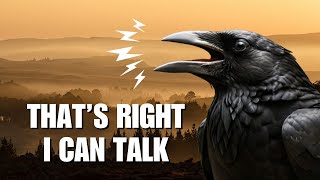 Crows! 10 Amazing Facts You Didn't Know about Crows!